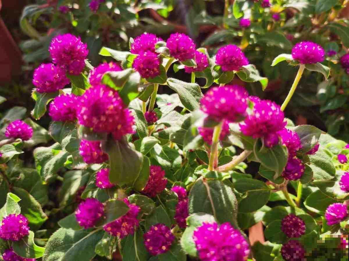 秋天常见的60种花，最全花卉图谱，收藏起来慢慢看