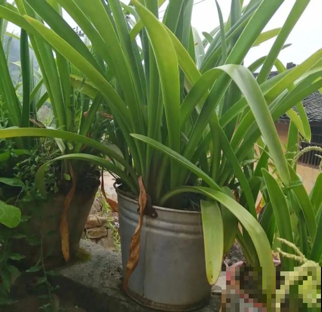 秋天给花补点“猛肥”,嫩芽一茬接一茬,花苞呼呼冒 秋天给花补点“猛肥”,嫩芽一茬接一茬,花苞呼呼冒