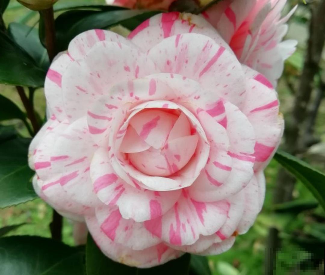 冬天常见的茶花，6个“毛病”经常犯，真难养