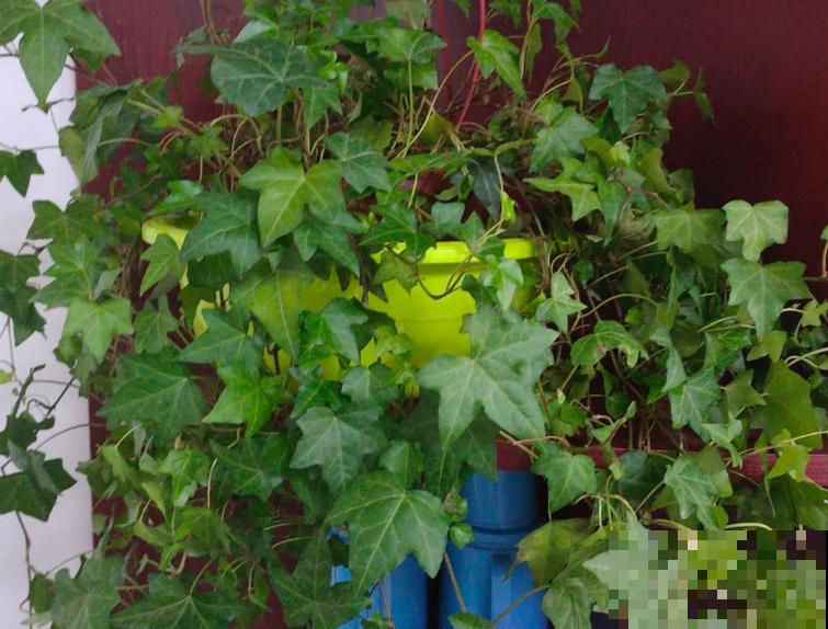 适合电视墙的4种花,好养还“招财,绿油油的有生机 适合电视墙的4种花,好养还“招财,绿油油的有生机