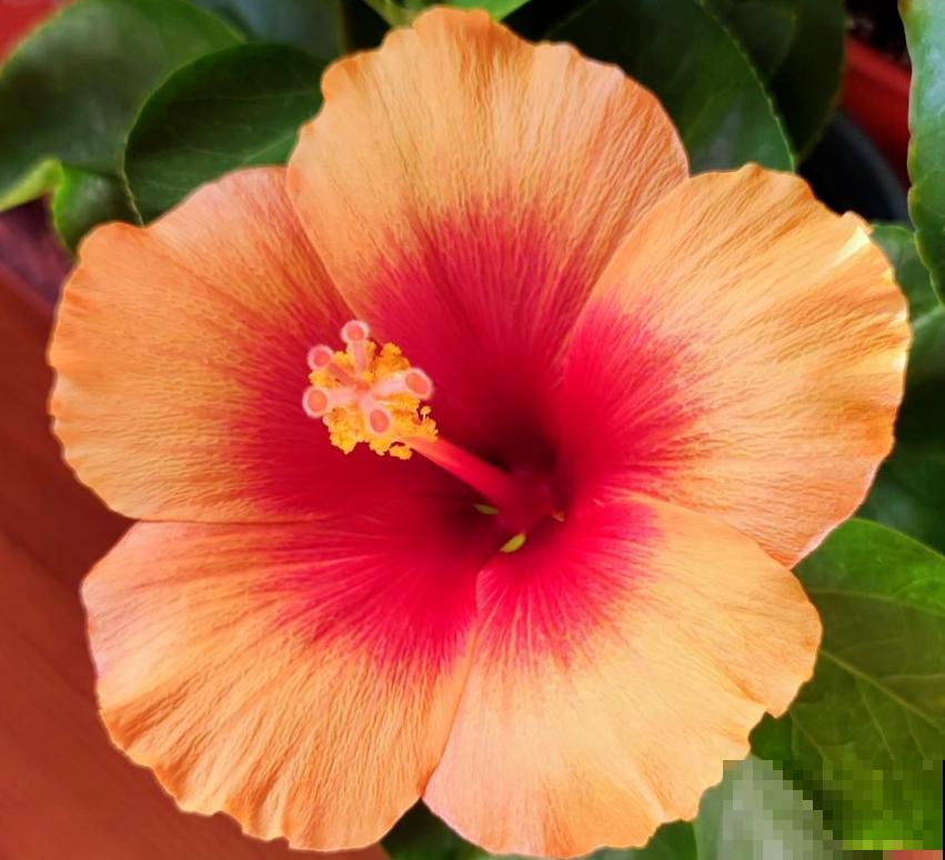 这5种人趁早放弃养花，白费时间和力气，天天净花冤枉钱