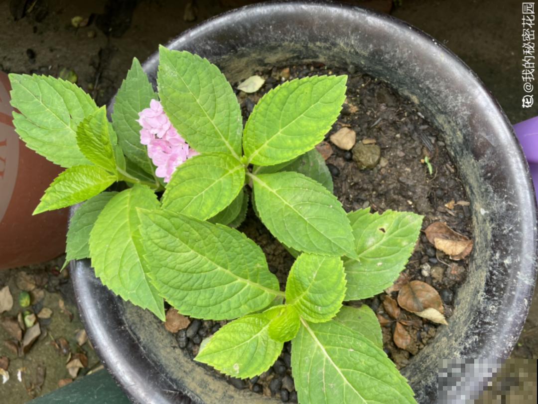 现在扦插8种花，生根快长得旺，冬春季节就开花