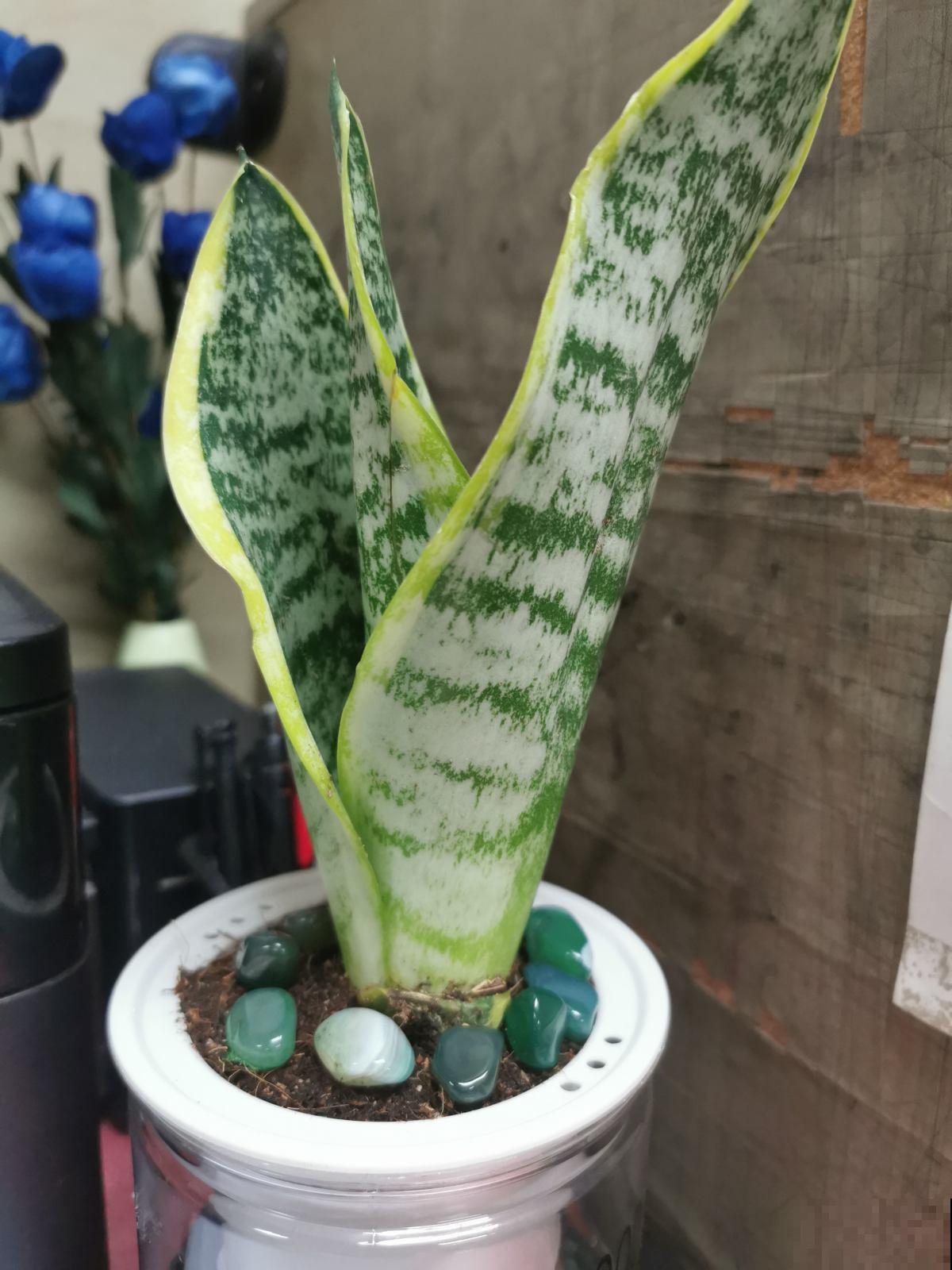特怕水的4种植物，水别乱浇，长得能更好