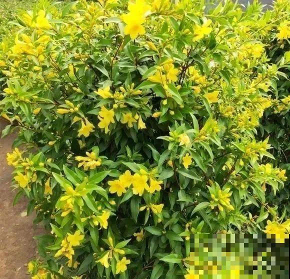 花量巨大的法国香水,被称作开花界“航空母舰”,花期能有大半年 花量巨大的法国香水,被称作开花界“航空母舰”,花期能有大半年