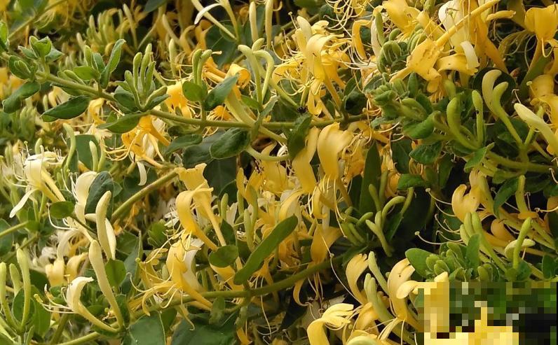 人养花三年,花养人一生,45年中医爱养的花,堪称植物“小药箱” 人养花三年,花养人一生,45年中医爱养的花,堪称植物“小药箱”