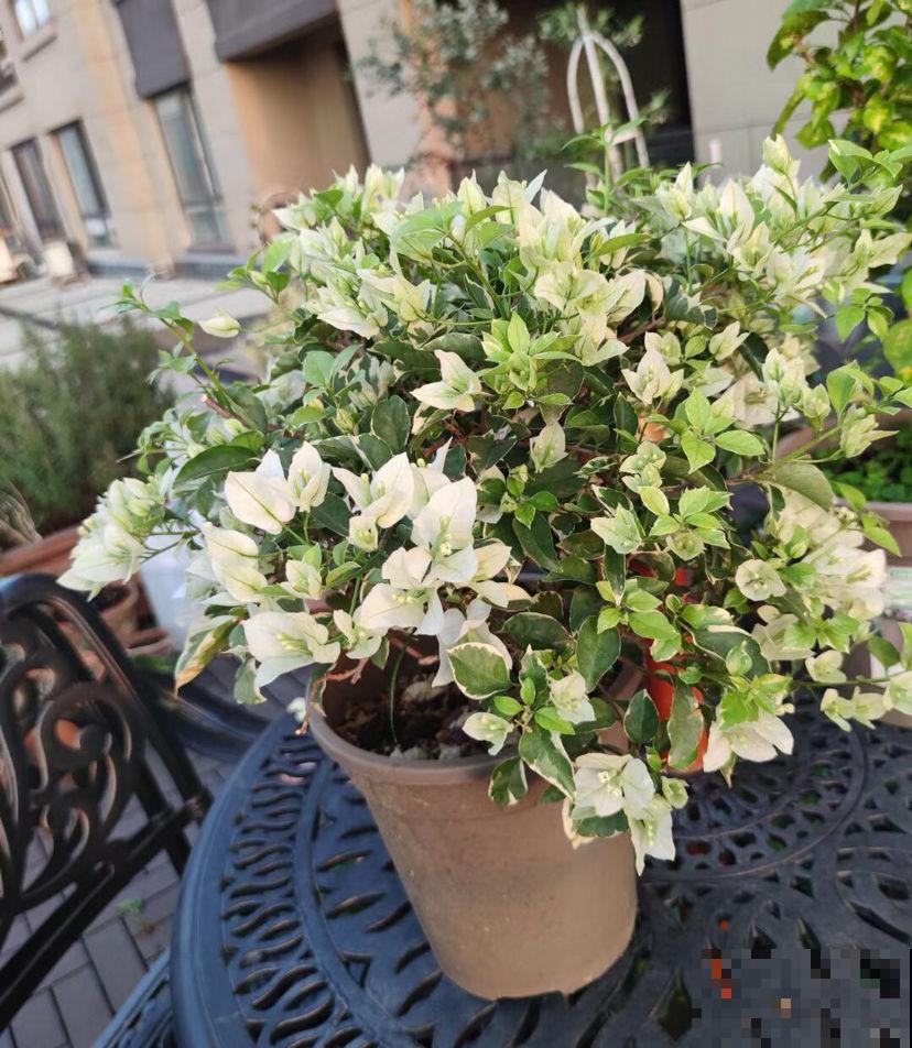 土壤硬得像“土疙瘩”，学会2个“小妙招”，土松软像“发糕”