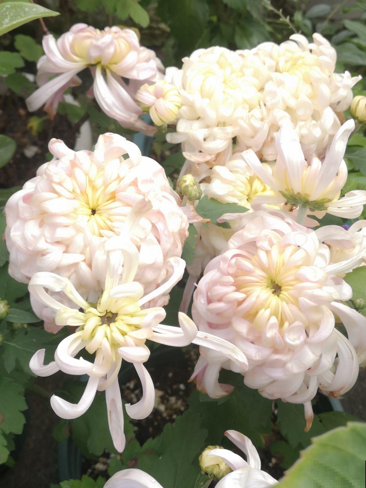 7种花，老年人尤其喜爱，路边看见了就走不动道儿