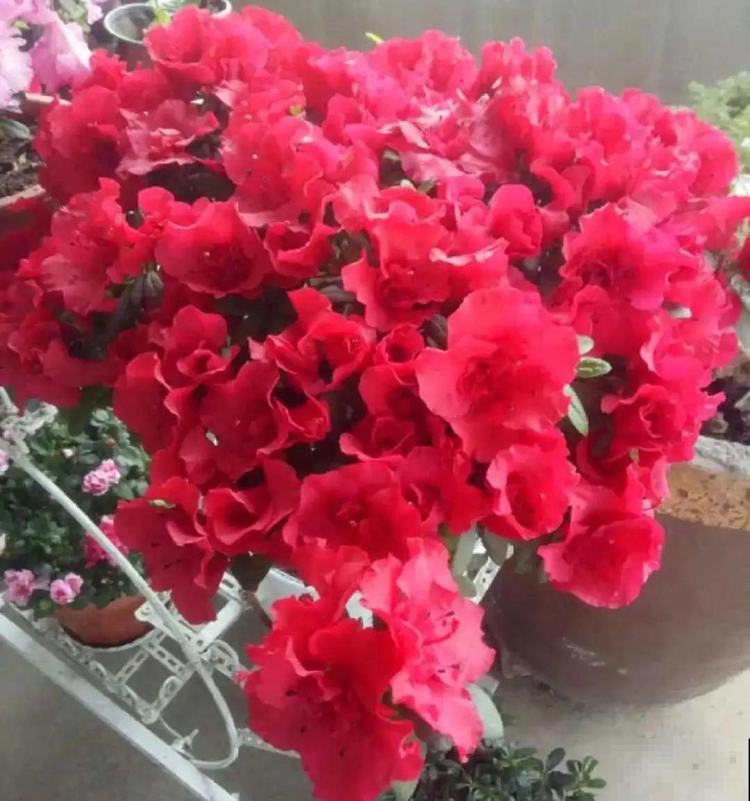 10种“怕晒花”，越晒死越快，半阴地儿反倒长得旺