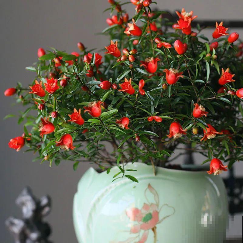 家里养盆“招财花”，一年四季开红花结红果，“招财旺运”又红火