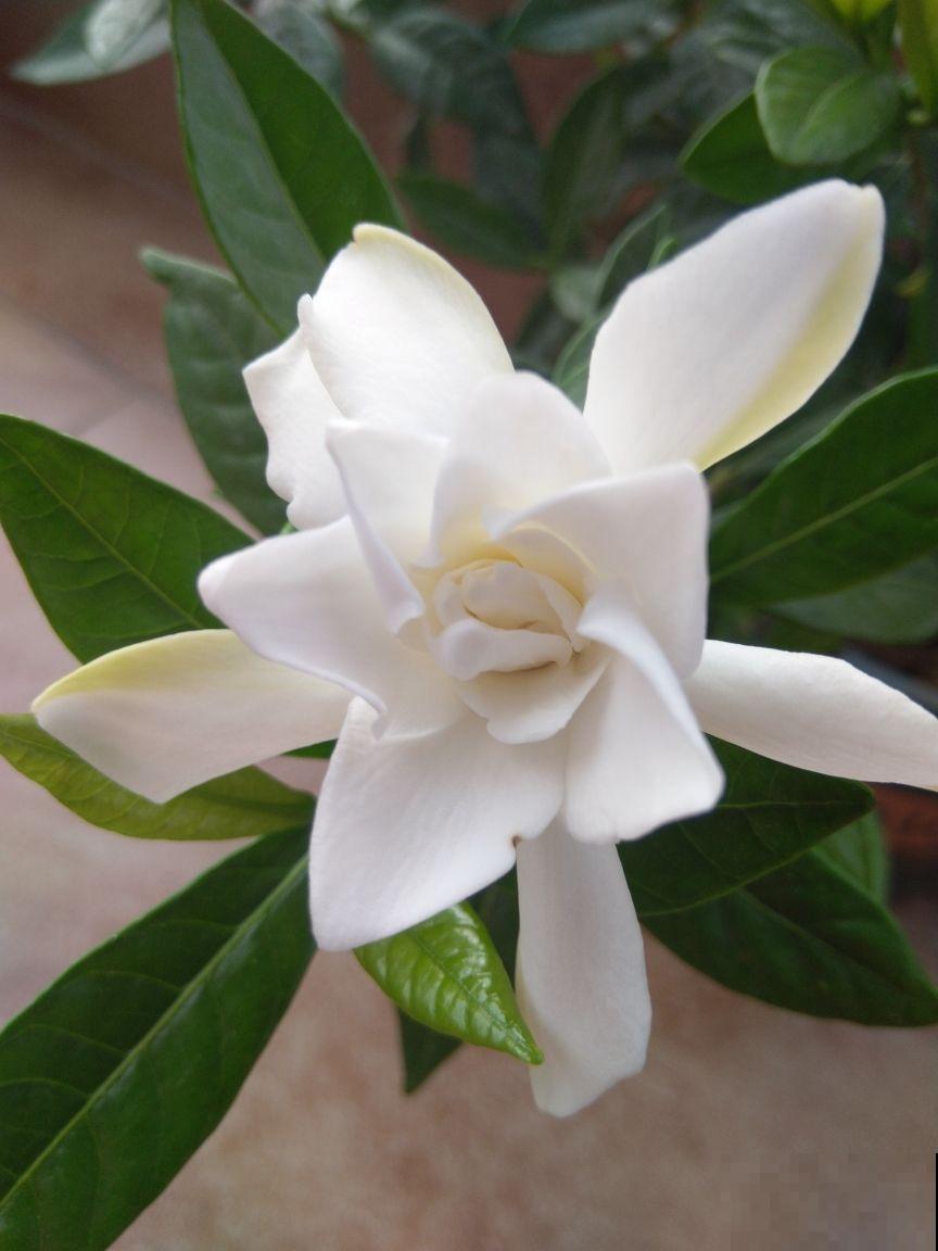 6种花是香水花，家里养1盆，满屋子香味