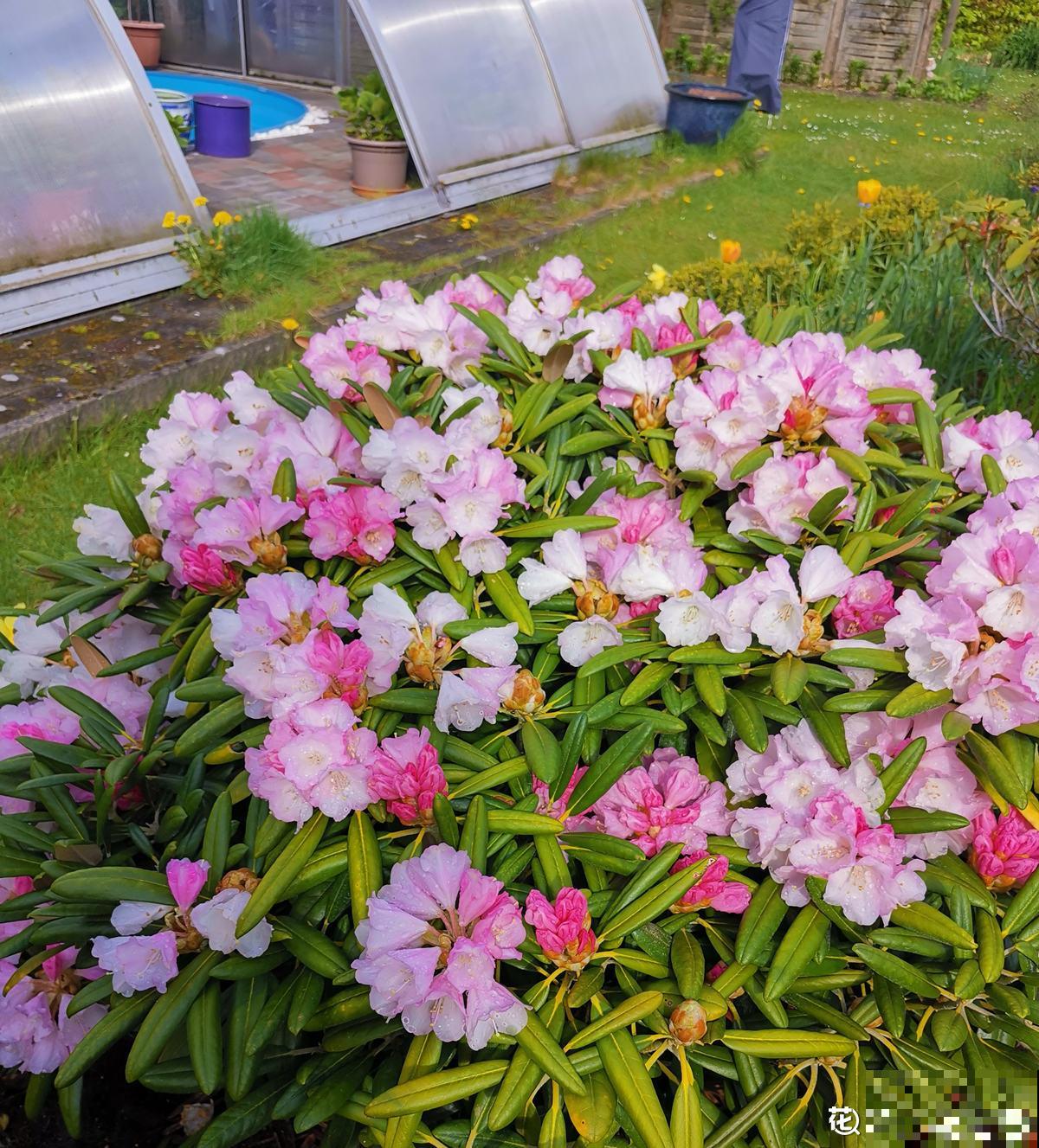 我家秋天院子养2种花，满园秋色颜值高，都成了拍照景点