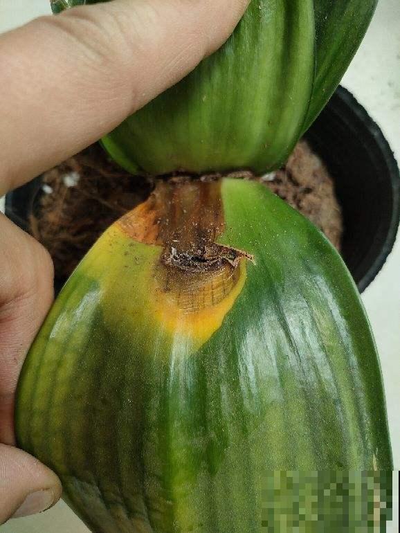 自制养花杀虫水，一天给花喝一勺，安全好用无污染