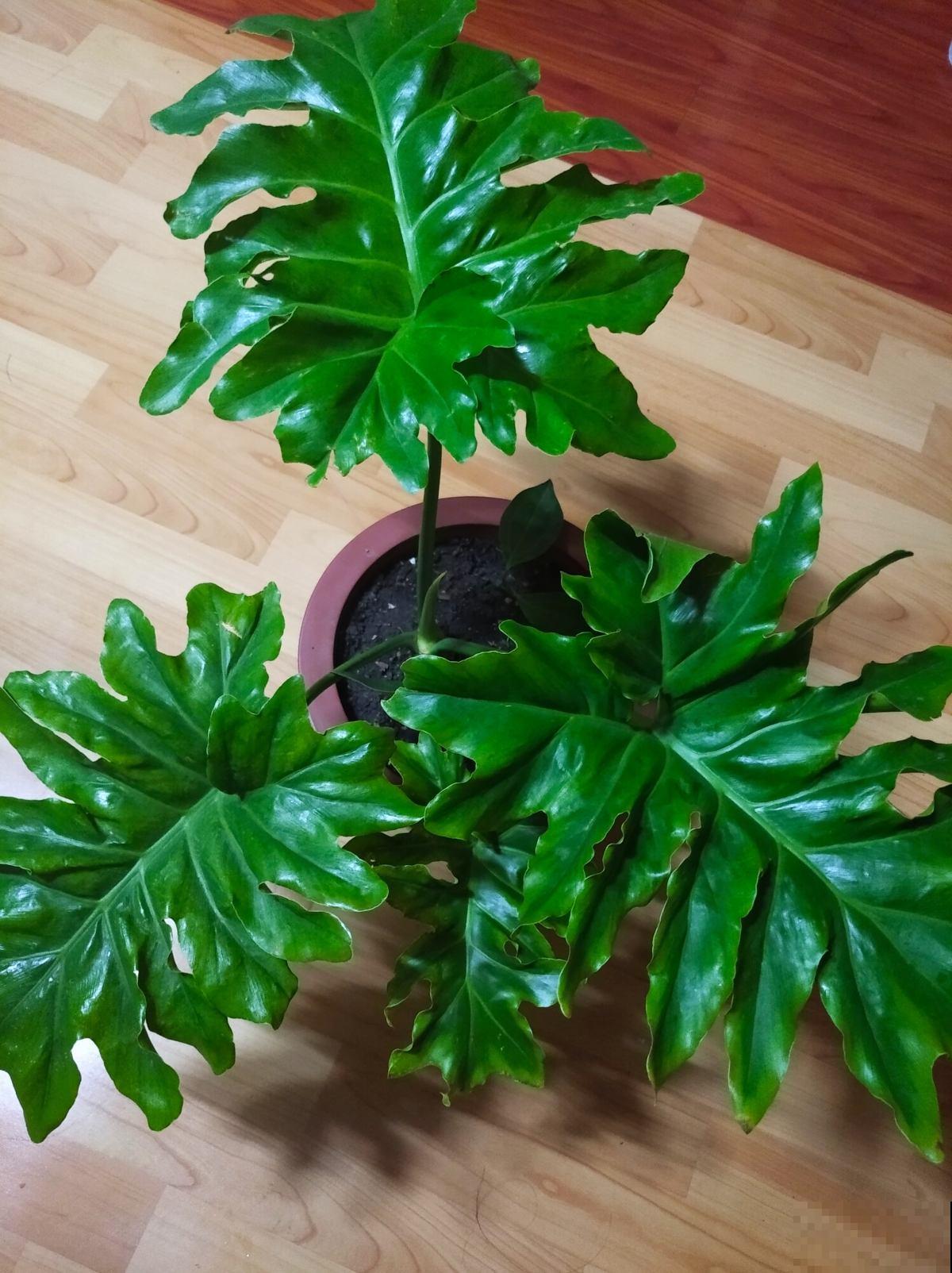 这5种植物叶子，美的像艺术品，最后一个价格比包还贵