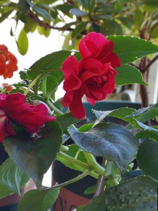 8种花红得像火，一看就特吉祥，养家里红红火火真喜庆