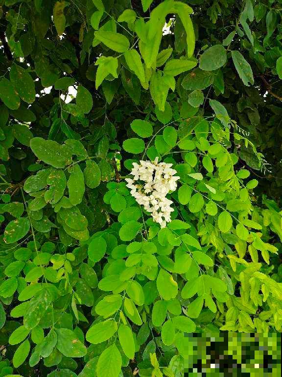 “院中有五树,子孙一直富”,5种树养在家里有好兆头 “院中有五树,子孙一直富”,5种树养在家里有好兆头