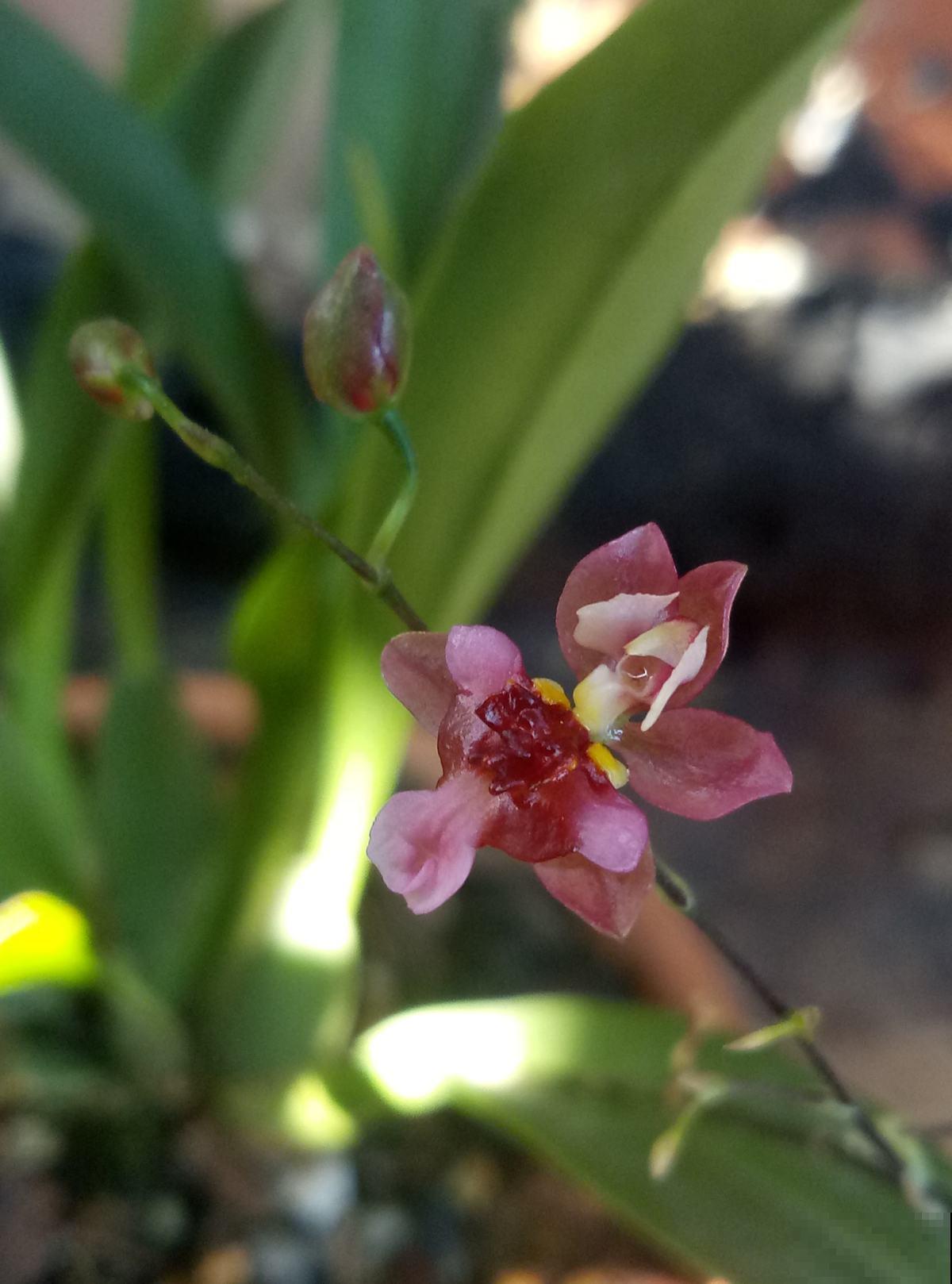 耐阴开花多的文心兰,开花还有奶油的香味,现在养很合适 耐阴开花多的文心兰,开花还有奶油的香味,现在养很合适