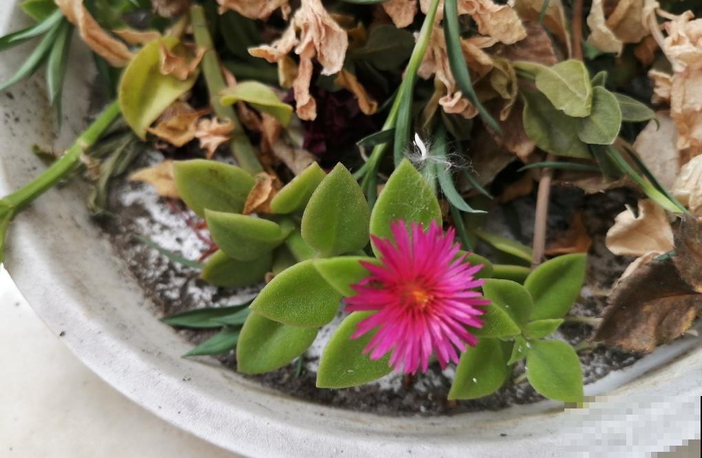 8种“安全花”，家里有老人孩子孕妇都不怕，反而清新养人