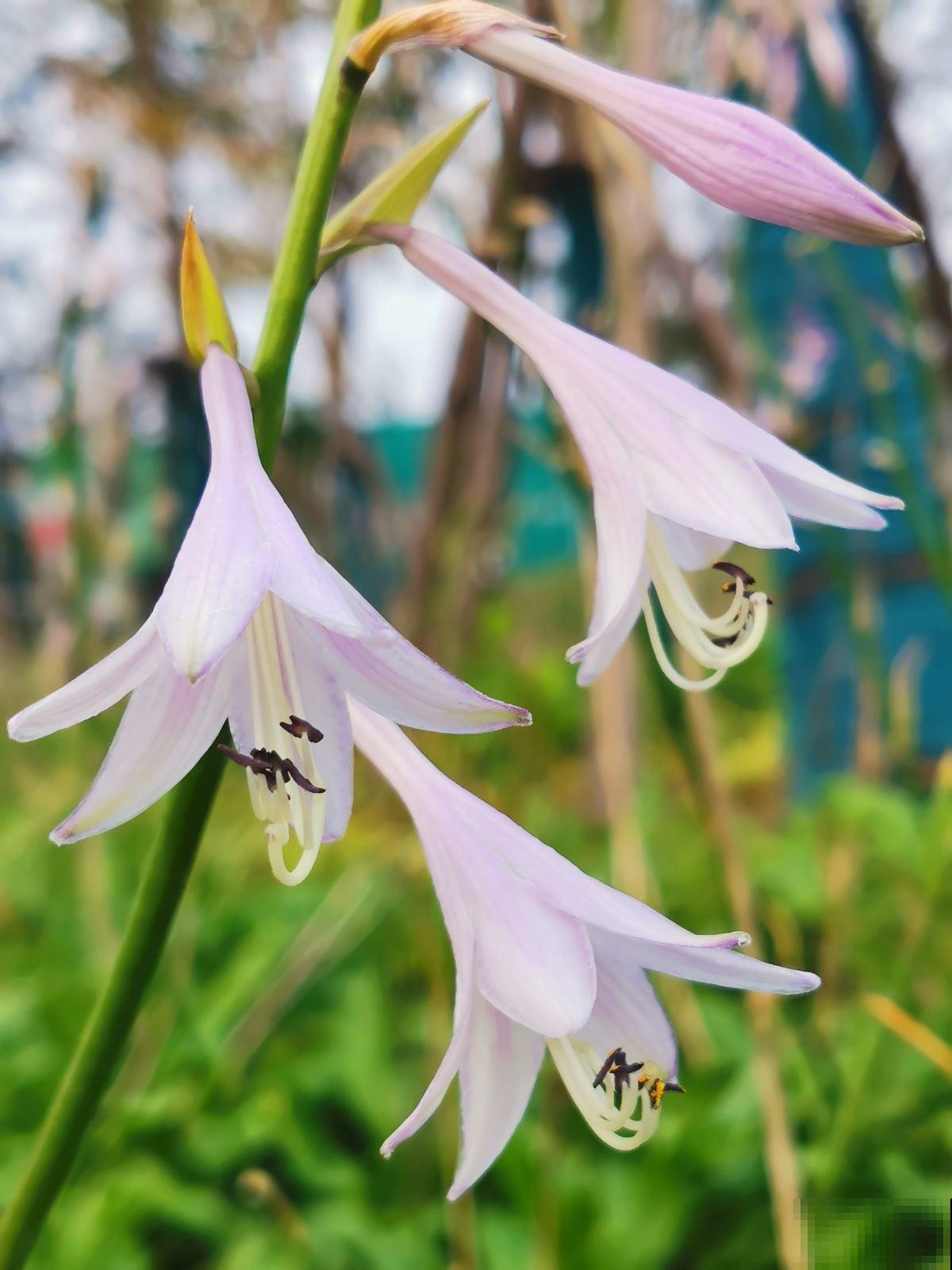没有光也能开花的植物,放在北阳台就能养好,懒人也能养活 没有光也能开花的植物,放在北阳台就能养好,懒人也能养活