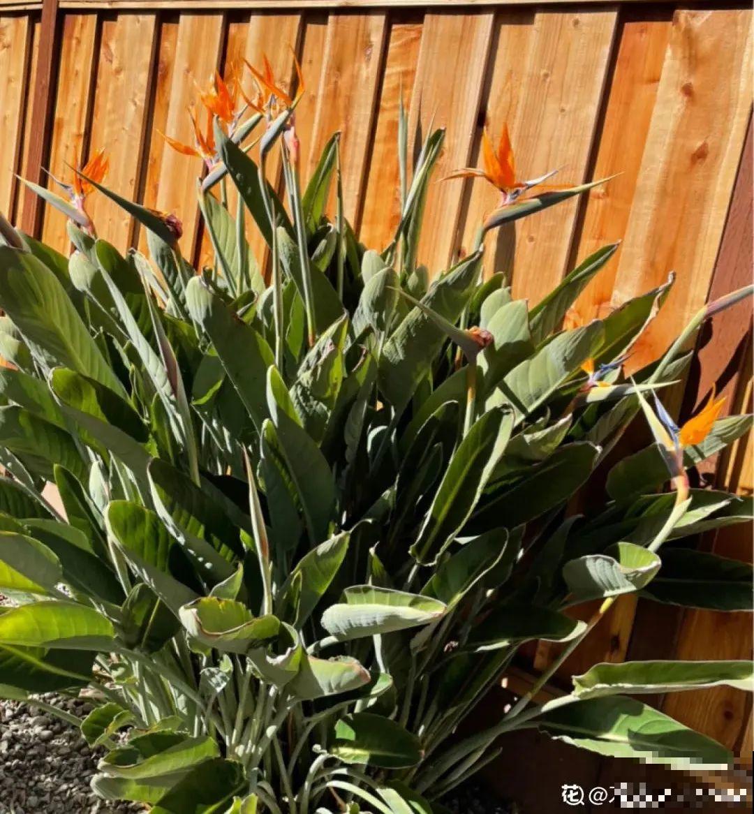 7种花养在家,可爱又个性,开花像小动物 7种花养在家,可爱又个性,开花像小动物