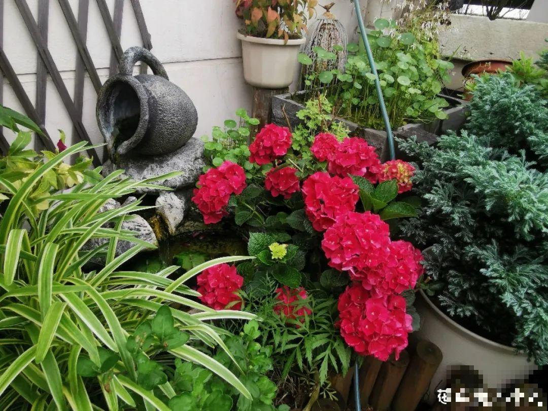 带着父母回农村，把老院子种满花，过简单生活