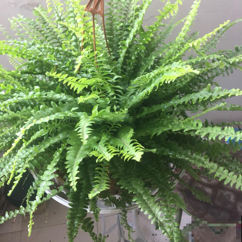 30种观叶植物,能观赏也净化空气,总有一种你养过 30种观叶植物,能观赏也净化空气,总有一种你养过