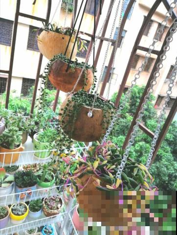 家里的“垃圾”留下，拿来养花效果好，颜值超高