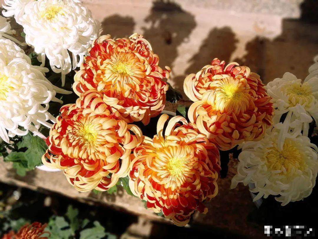 20种花，现在养正是开花好时候，再晚就过季了