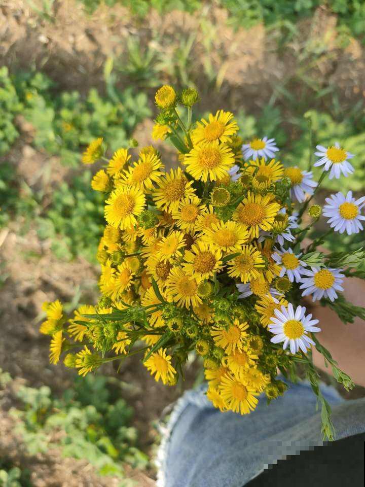 10月份开花的8种花，想下个月看开花的，不能错过！