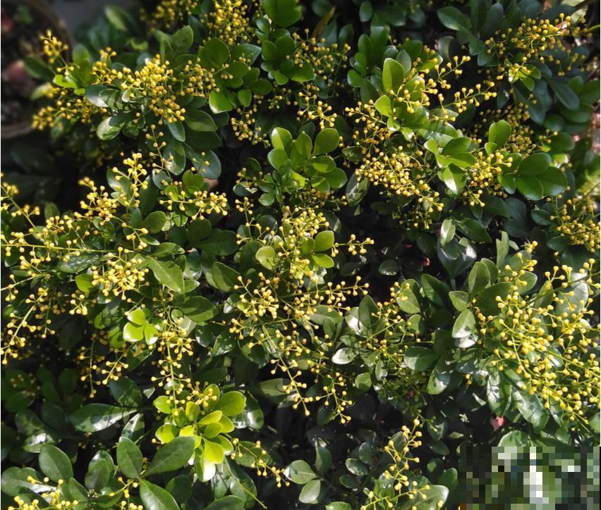 10种花冬天不能断水，勤浇水才能长得旺，叶子油亮有光泽