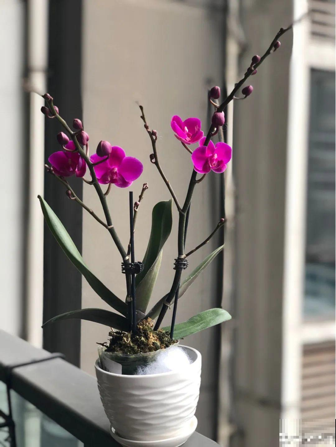 能开大半年的“蝴蝶花”,皮实耐阴好养活,养在家里喜庆热闹 能开大半年的“蝴蝶花”,皮实耐阴好养活,养在家里喜庆热闹