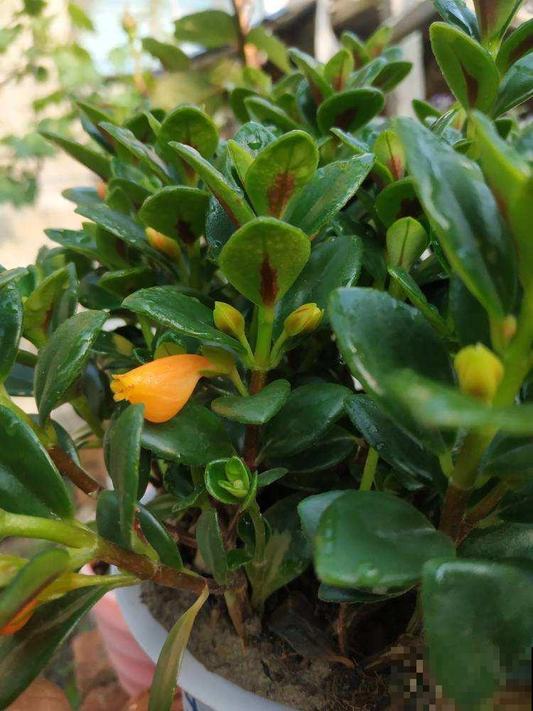 阳台就养盆金鱼吊兰，满盆开出小金鱼，寓意年年有余