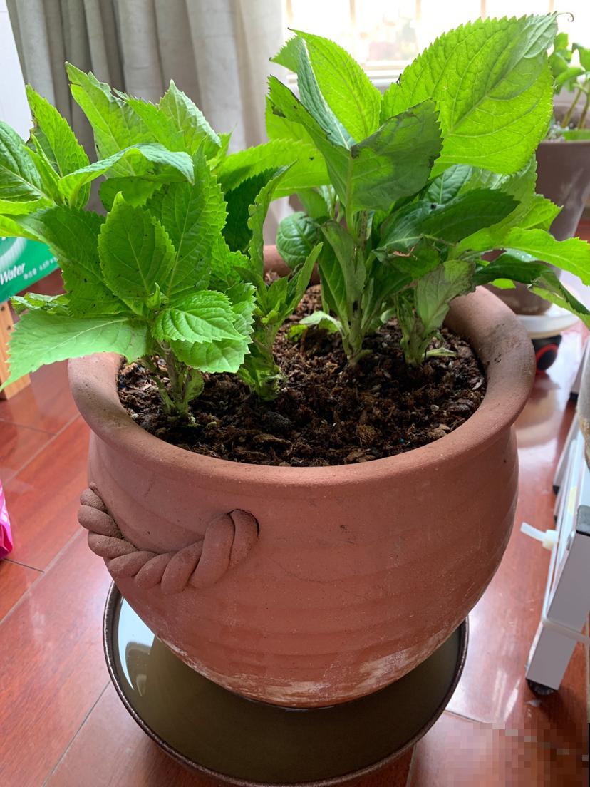 养花千万别用1种盆，花种上就容易烂根，另外4种花盆随便用