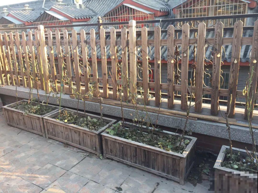 7种花冬天会假死，叶子掉光不要扔，明年还能大爆花！