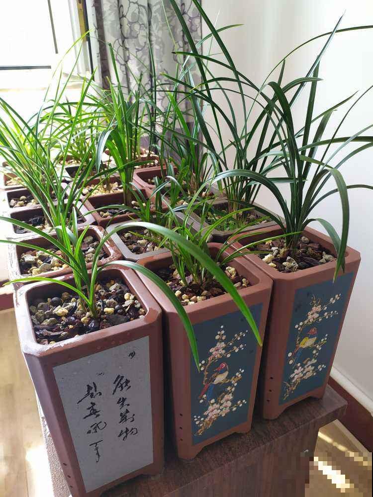 家里的4个地方,养花可不行,最后就剩个空盆 家里的4个地方,养花可不行,最后就剩个空盆