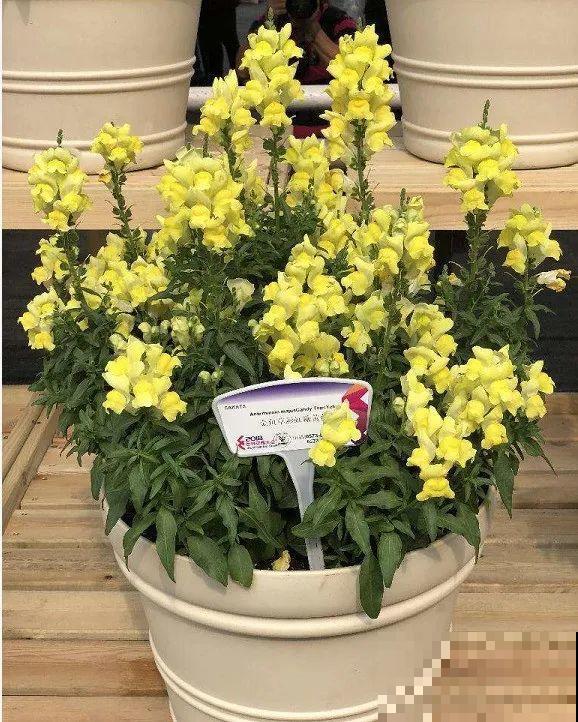 7种花养在家,可爱又个性,开花像小动物 7种花养在家,可爱又个性,开花像小动物