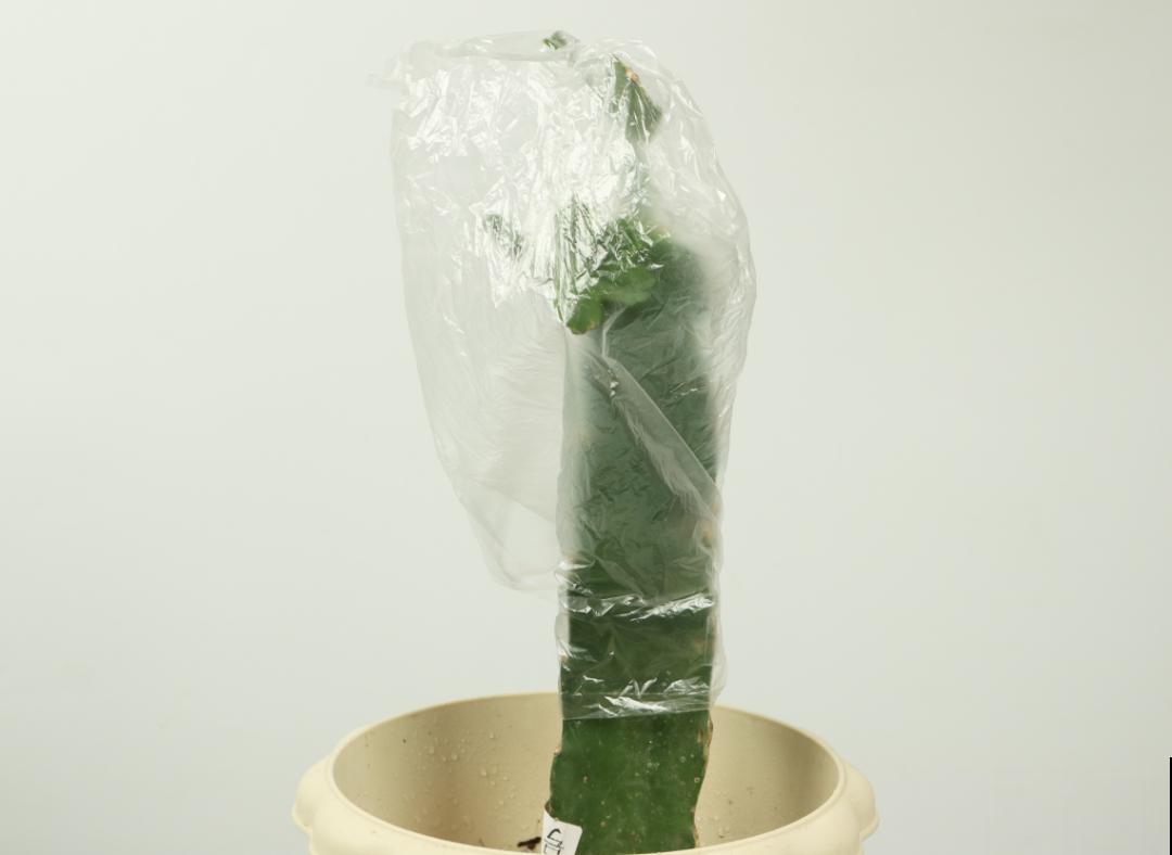 冬天扦插6种花，简单易成活，一盆变多盆