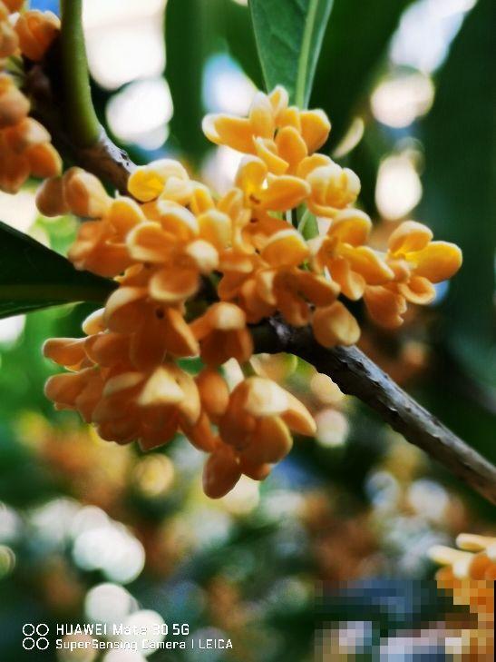 “院中有五树,子孙一直富”,5种树养在家里有好兆头 “院中有五树,子孙一直富”,5种树养在家里有好兆头