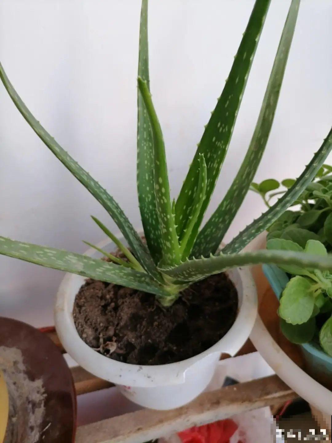 新房装修完，养盆“天然净化器”，净化空气身体棒