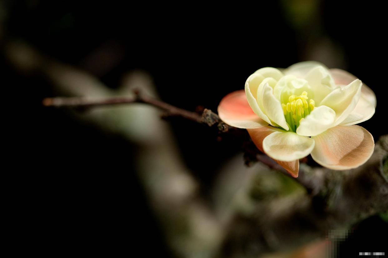 长寿花如何养护才会爆盆 长寿花如何养护才会爆盆