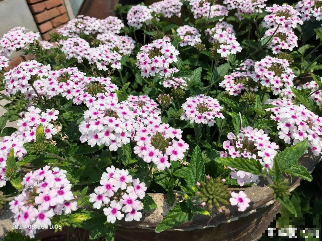 秋天必养的12种花，不用扦插，3个月爆开满盆花！