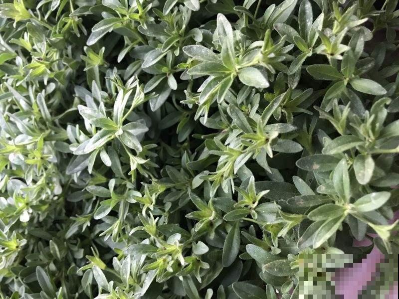 6种盆栽能吃,掐掉一节很快冒新芽,味道芳香营养丰富 6种盆栽能吃,掐掉一节很快冒新芽,味道芳香营养丰富