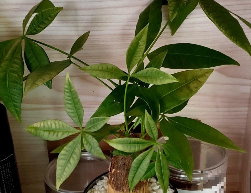“客厅见树家业稳固”,记住4个口诀,发财树“根壮叶绿”很简单 “客厅见树家业稳固”,记住4个口诀,发财树“根壮叶绿”很简单