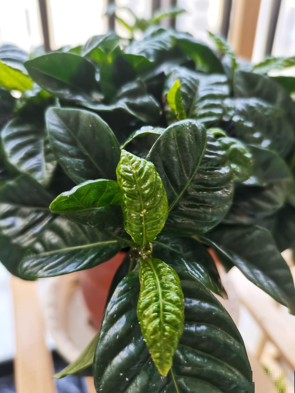 花盆里有小黑飞，记住6个小方法，安全无污染