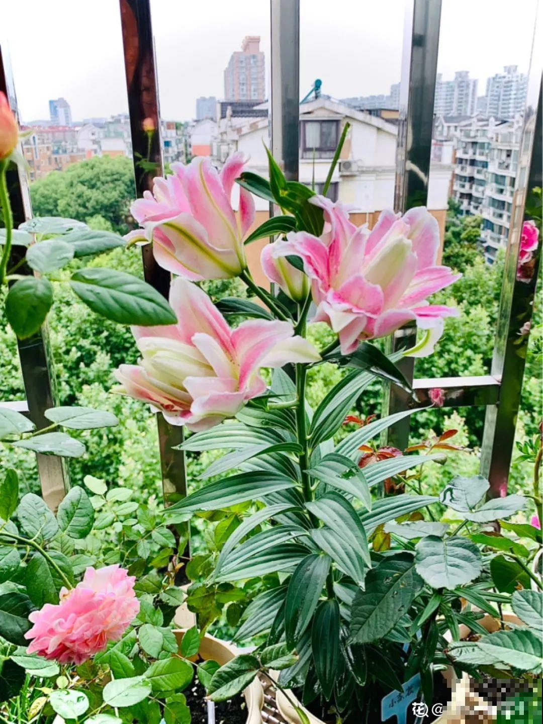 7种花冬天会假死，叶子掉光不要扔，明年还能大爆花！