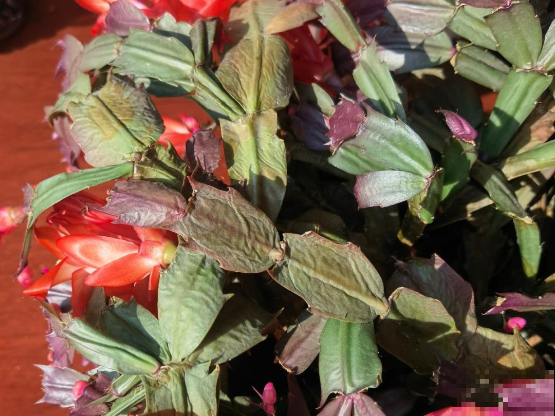 9种花特怕冷,现在赶紧套个袋,保暖很重要 9种花特怕冷,现在赶紧套个袋,保暖很重要