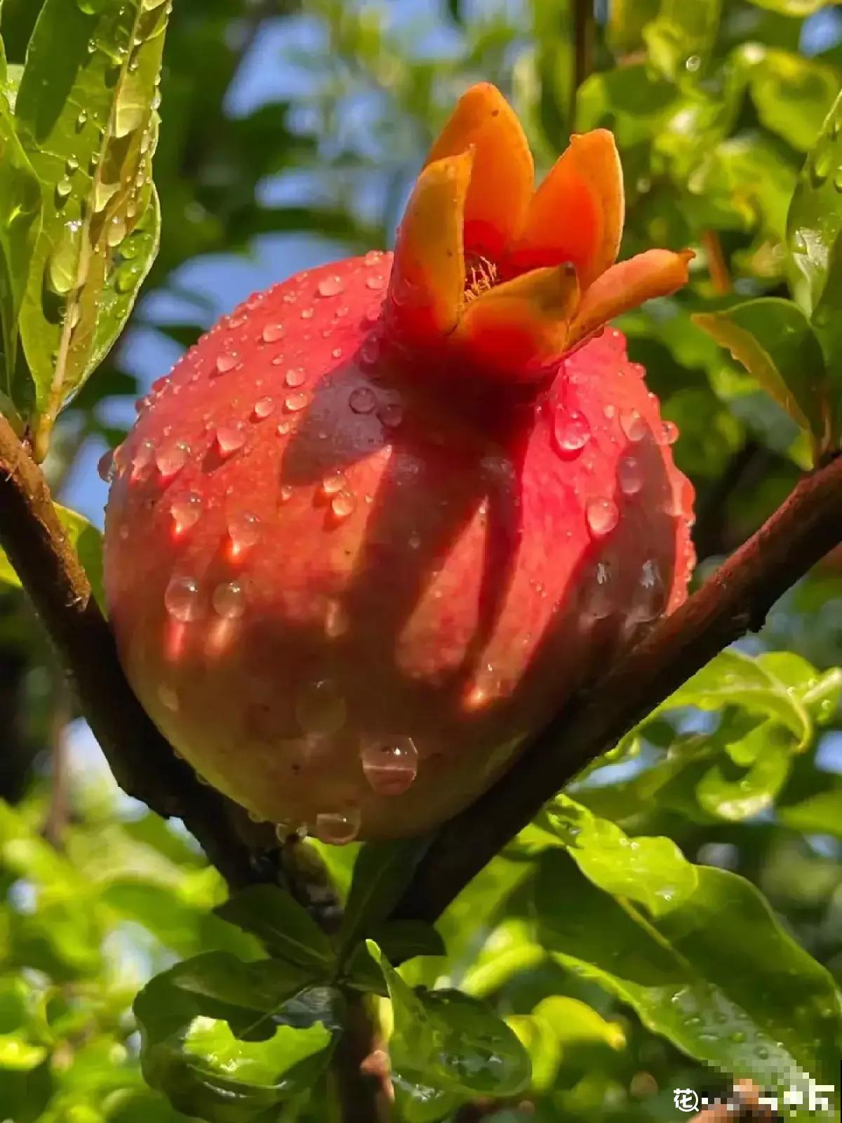 4种果树特旺宅，好看好养又好吃，还都是当季水果