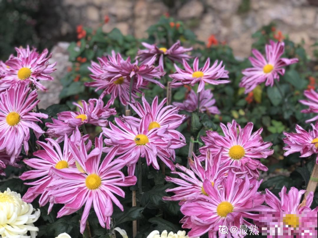 一盆菊花一万二，能开出七个颜色，真是少见