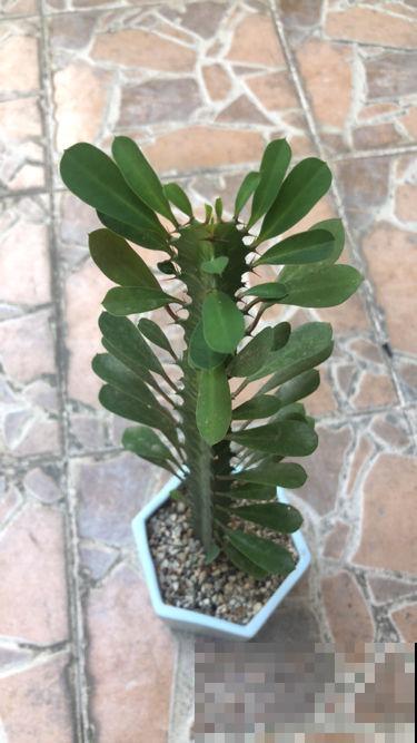 8种花有吉利好兆头，穷养才能长得旺，养在家里很合适