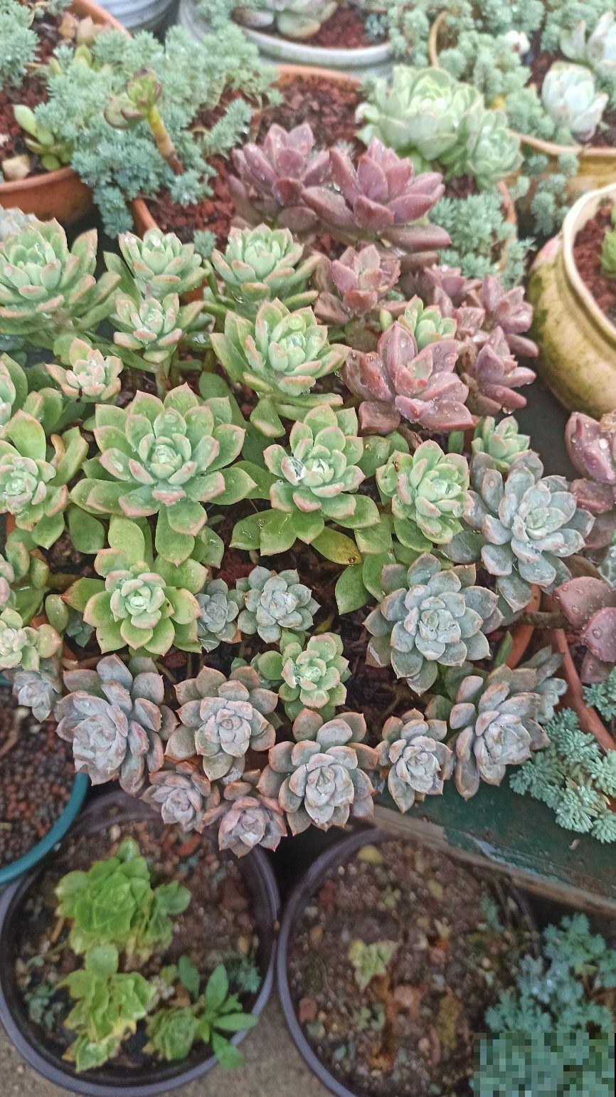 多肉徒长太难看，做好这三点，长成肉嘟嘟小可爱