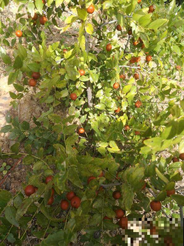 小时候常见的植物，城里人当个宝，超市卖十几块钱一斤